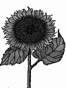 [joel's sunflower]