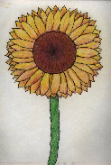 [drawn sunflower]
