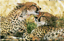 [Two Cheetas]
