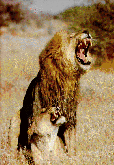 [Two Lions]
